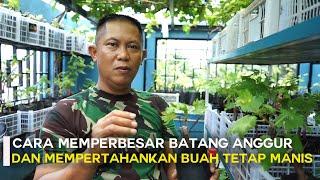 Cara Memperbesar Batang Anggur dan Mempertahankan Buah Tetap Manis