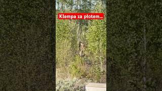 Odwiedziny…#las #dom #przyroda