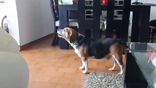 Chubby Beagle BARK