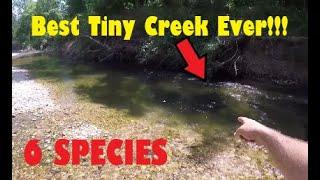 Best Tiny Creek I have ever Fished. 6 Species, 1 Lure