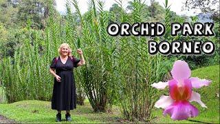 Sarawak Orchid Garden with Towering Vandas & Bamboo Orchids