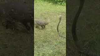 Cobra and Mongoose 1 | Fight | Cobra Mongoose Fight