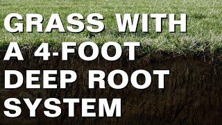 Why Deep Roots Are Important