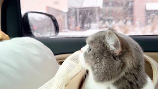 The Cat that Loves Winter Snow and Hot Spa #catvlog