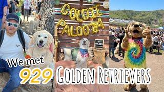 929 Golden Retrievers Meet at Goldie Palooza 2023!