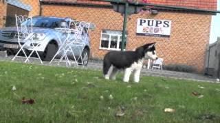 Prachtige husky pups te koop