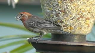 Florida Backyard Birds