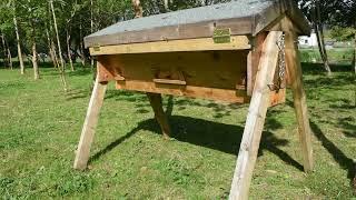 Hiving a swarm in a top bar hive