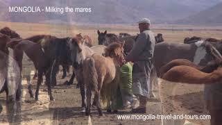 TRAVEL TO MONGOLIA - How the nomads milk the mares