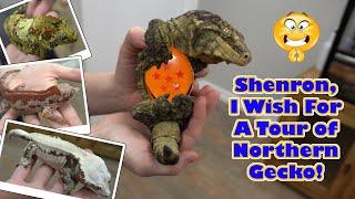 Epic Northern Gecko Exclusive Tour! Rare and Beautiful Animals!