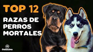 TOP 12 RAZAS DE PERROS más MORTALES