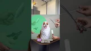 Online Hairstyling and Pet-Grooming Business Registration in Dubai | Abdullah Adil