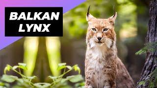 Balkan Lynx  The Lynx With Only 40 Individuals Left In The Wild