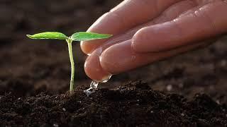 Hand Watering a Small Plant Close Up - Download Free HD Stock Videos