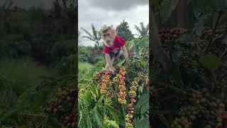 Monkey Zim enjoys fresh coffee _#shorts #monkey