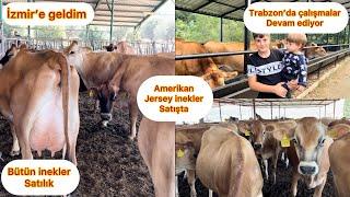 JERSEY İNEKLERİN HEPSİ SATIŞTA/ 200 ADET AMERİKAN JERSEY / TRABZON VE İZMİR