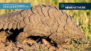 Meet the pangolin who’s teaching humans about his own kind