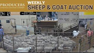 5/28/2024 - Producers Livestock Auction Company Sheep & Goat Auction