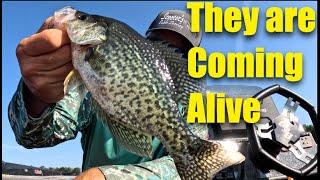 Crappie dont know what hit them