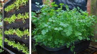 Grow fast growing coriander at home from seeds