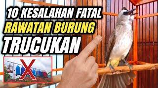 Kalau tau dari dulu pasti banyak TRUCUK Gacor Siang Malam‼️