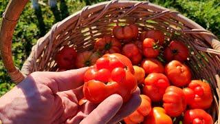 Piles of Pumpkins, Picking Tomatoes & General Homestead Update