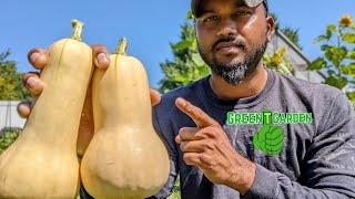 When to harvest butternut squash |Get The Best Taste !  "Curing is a Must" #squash #butternut