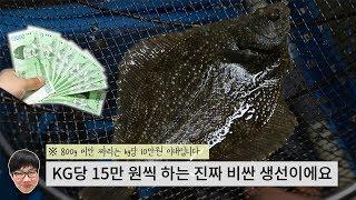 동해지역 생선회 끝판왕 줄가자미(이시가리) 먹방 King of the East Sea's fish Roughscale sole