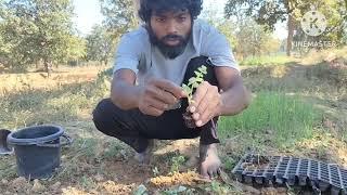 ग्राफ्टिंग प्लांट प्रयोग grafting plant experiment 