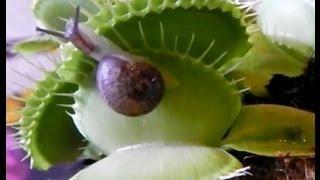 SNAIL DESTROYED BY VENUS FLY TRAP!!! Produced by The Naked Landscaper