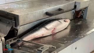 Baader 142 PMK test with salmon 3-4 kg