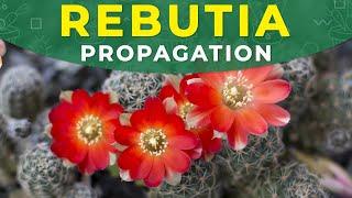 REBUTIA CACTUS PROPAGATION FROM SEEDS