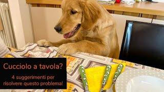 Cucciolo a tavola? 4 suggerimenti per risolvere questo problema!