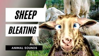 Sheep Bleating / Sound Effect / Animation
