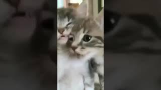 gatitos maullando|100 subs