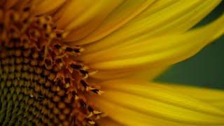 Blooming sunflowers seen in Warren County, N.J. farm