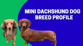 Mini Dachshund Dog Breed Profile