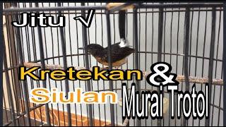 KRETEKAN KERAS,& SIUALAN MURAI BATU TROTOL..JITU MEMBANGKITKAN EMOSI