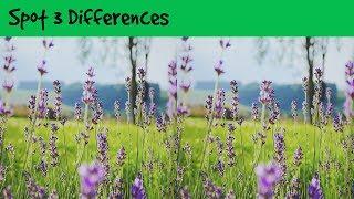 Where are the differences - Flowers (考眼力, Repérer 3 différences)