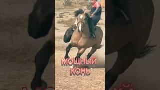 СИЛЬНЫЙ И БЫСТРЫЙ КОНЬ #таджикистан #бузкаши #кфх #лошади #buzkashi #hours #худжанд #молбозор