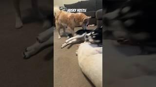 Husky Hustle