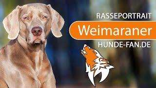 ► Weimaraner [2020] History, Appearance, Temperament, Training, Exercise, Care & Health