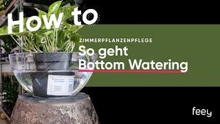 Sicherste Methode, #Zimmerpflanzen zu giessen: So geht Bottom Watering | feey 