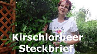 Kirschlorbeer Steckbrief