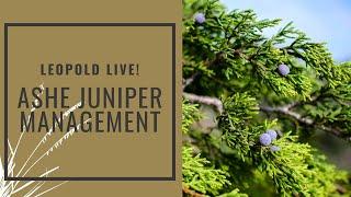 Leopold Live: Ashe Juniper Management