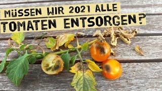 Kann man die Kraut- und Braunfäule bei Tomaten bekämpfen oder muss man alle Pflanzen rausreißen?