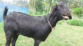 Goat Sounds 2024 | Some Best Goat Sound In The Village, Goat Video Record By Tobibul