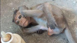 cute baby monkey || I tried to seduce this monkey baby