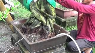 A Day in the life of Bonsai Iligan: Bare Rooting a Large Pemphis Acidula