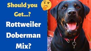 Rottweiler Doberman Pinscher Mixed Breed (RotterMan) | Should you Get it for your Family?